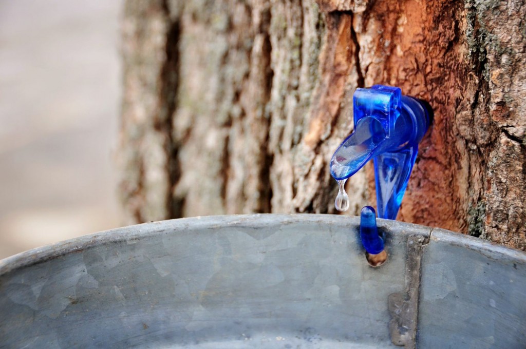 Maple Syrup in Syracuse