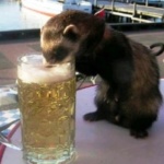 Drinking-Dogs-1299018799-1-beer-animal_drunk_animals_drinking_beer_dogs_cats-588x45138