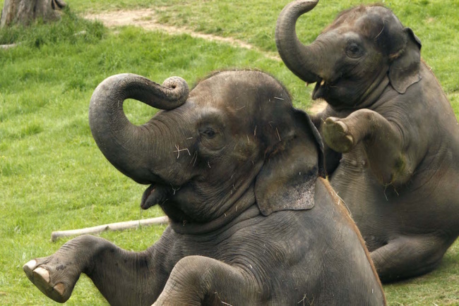 Elephants at the Rosamond Gifford Zoo. Michael Davis photo | Syracuse New Times 