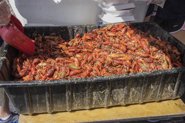 A tray, about a foot deep, three feet long and two feet wide, is full of crawfish. A server holds a scoop at one side, ready to serve some.