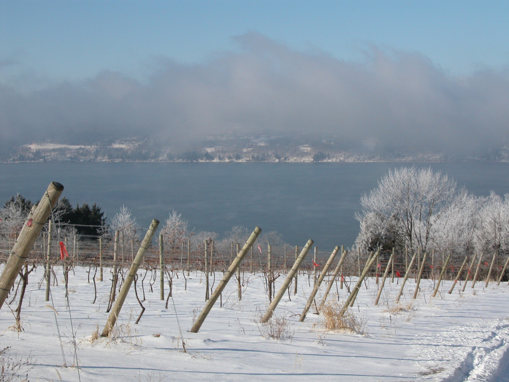 fingerlakeswintervineyard