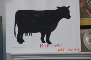 Milk Cows Not Workers. (Photo | Wendy Colucci) 