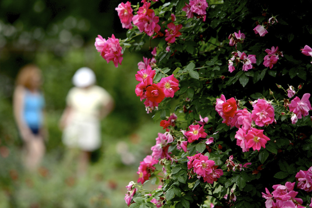 Thornden Park Rose Garden.  Michael Davis Photo | Syracuse New Times 
