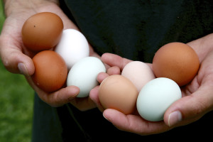 The chickens produce eggs in a rainbow of colors. Michael Davis Photo | Syracuse New Times