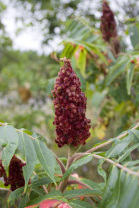 Poison Sumac