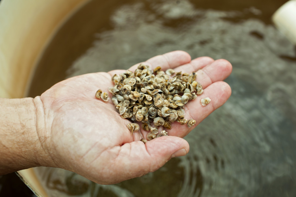 A handful of baby oysters at Taylor Shellfish farms hatchery on Dabob Bay, during a media tour with Washington Governor Jay Inslee in Quilcene, Wash., June 20, 2014. The Democratic governor, aided by what is expected to be millions of dollars from his billionaire friend Tom Steyer, is using the story of Washington's oysters Ñ scientists say a spike in the acidity of the Pacific is killing them off Ñ to make the political case for passing the most far-reaching set of climate change laws in the nation. (Matthew Ryan Williams/The New York Times)