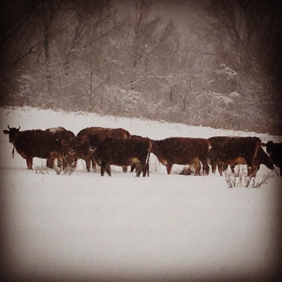 Wake Robin Farm Heifers in the Snow. Photo by Meg Schader
