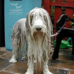 funny-animals-wet-dog