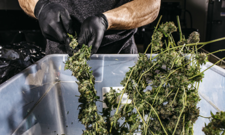 A person wearing black plastic gloves holds a marijuana plant.