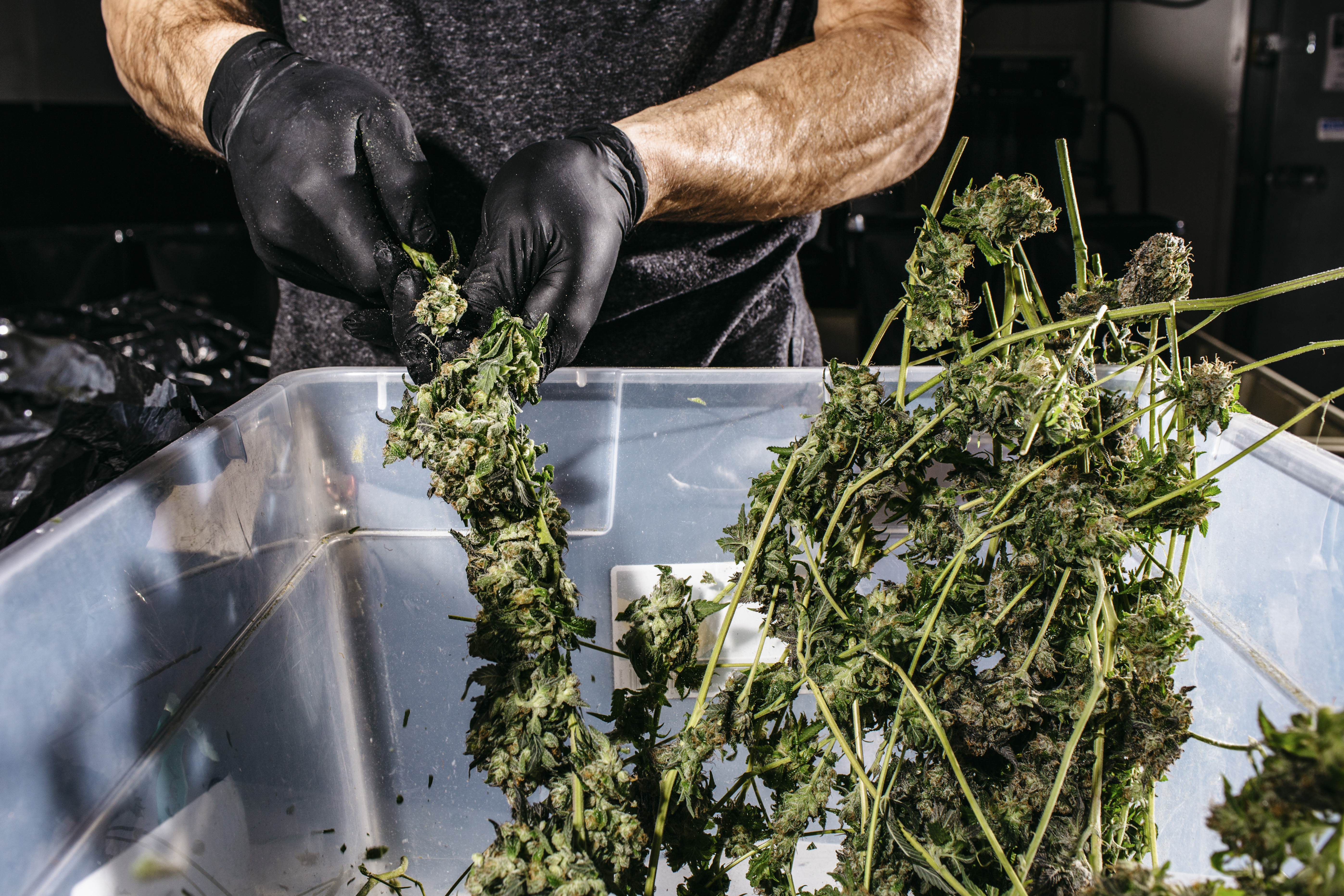 A person wearing black plastic gloves holds a marijuana plant.